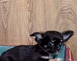 Собаки в Люберцах: Чихуахуа щенки продажа Мальчик, 45 000 руб. - фото 3