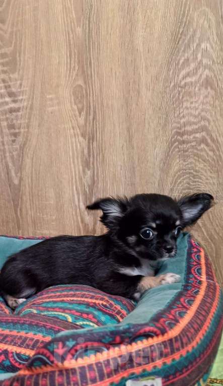 Собаки в Люберцах: Чихуахуа щенки продажа Мальчик, 45 000 руб. - фото 3