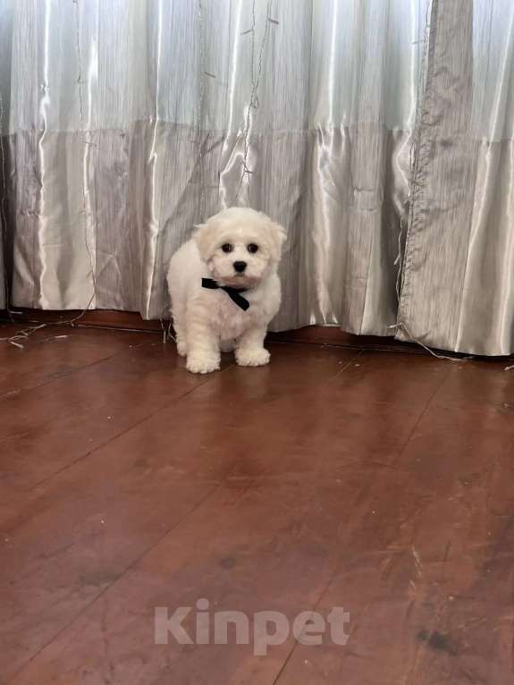 Собаки в Перми: Щенки Бишон фризе Мальчик, 80 000 руб. - фото 4