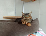 Кошки в Москве: Кошка Фрея ищет дом Девочка, Бесплатно - фото 4