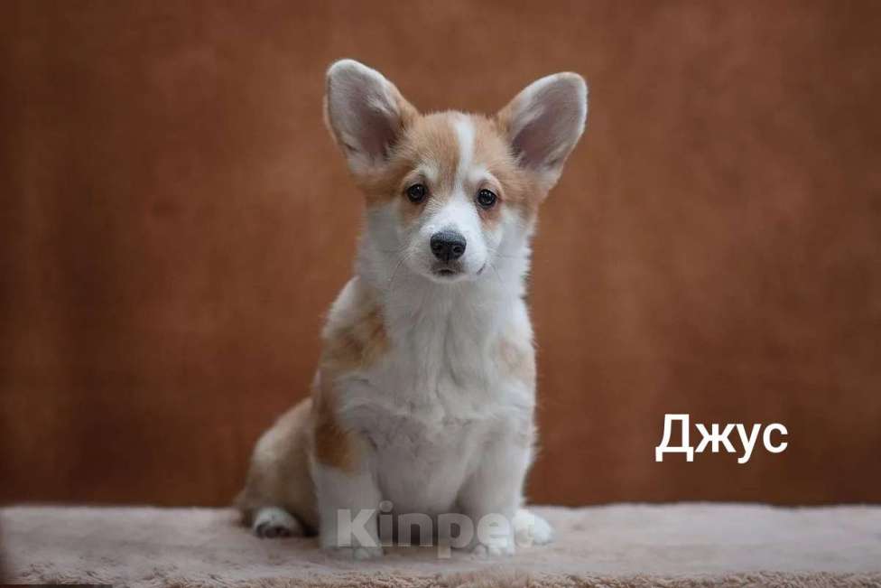 Собаки в Перми: Щенки вельш-корги Разнополые, 60 000 руб. - фото 2