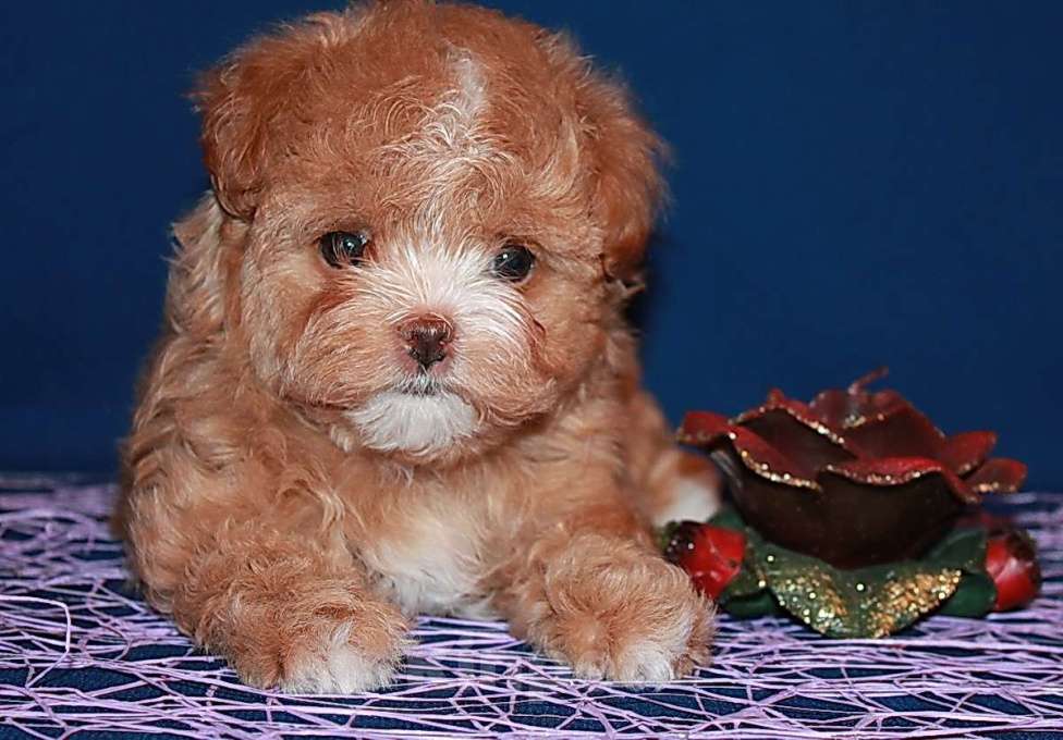 Собаки в Москве: Щенок Мальтипу - небольшая девочка. Девочка, 120 000 руб. - фото 7
