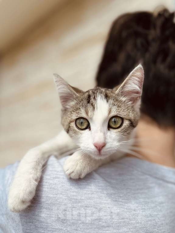 Кошки в Москве: Котенок девочка в добрые руки Девочка, 20 руб. - фото 7