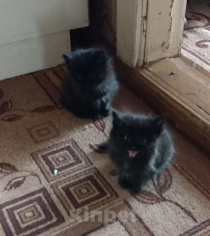 Кошки в Кирове: Отдам котят в хорошие руки Мальчик, Бесплатно - фото 7