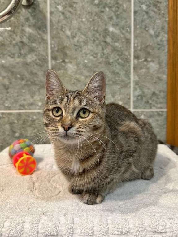 Кошки в Москве: Очаровательная кошечка-подросток Аглая ищет дом Девочка, 10 руб. - фото 9