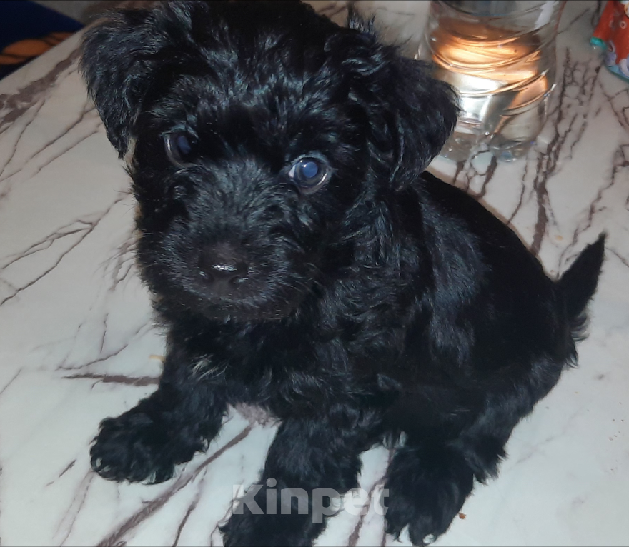 Собаки в Вышнем Волочке: Продажа щенка Девочка, 20 000 руб. - фото 1