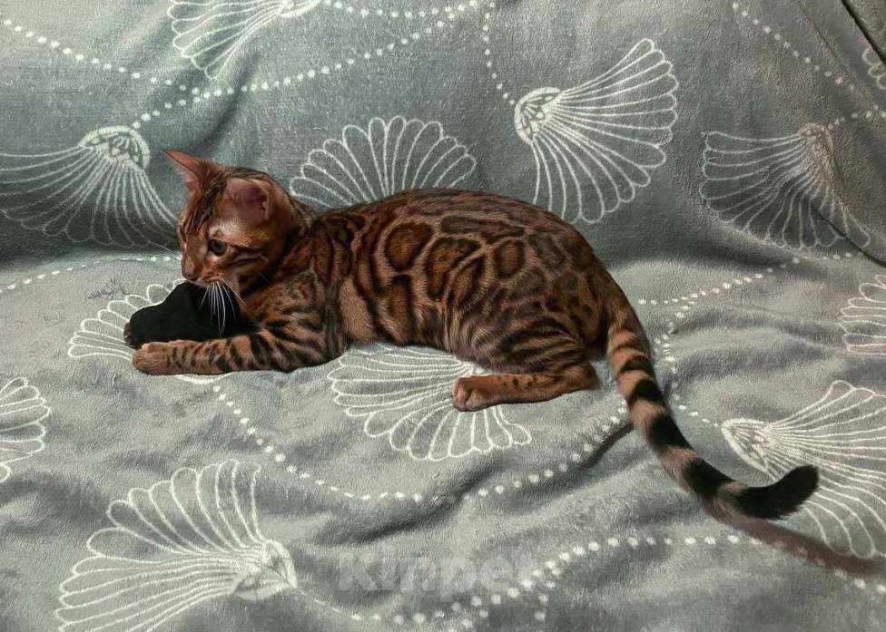 Кошки в Санкт-Петербурге: Бенгальский котенок, с документами Девочка, 30 000 руб. - фото 2