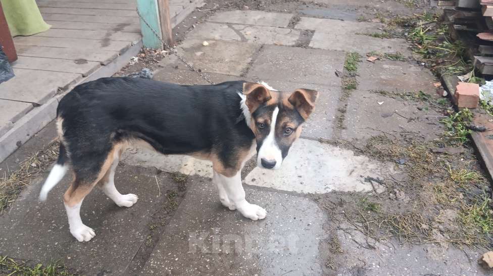 Собаки в Екатеринбурге: Щенок, очень игривый  Мальчик, Бесплатно - фото 4