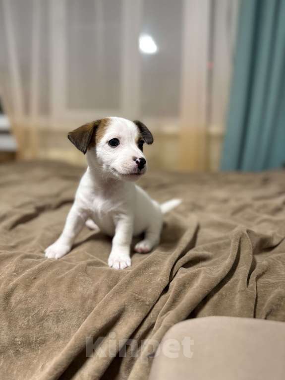 Собаки в Москве: Щенки от титулованных родителей Девочка, 28 000 руб. - фото 4