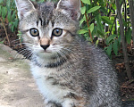 Кошки в Энгельс: Котята ищут дом Девочка, 10 руб. - фото 3
