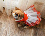 Собаки в Абакане: Платье для собачки , 400 руб. - фото 1