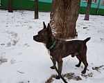 Собаки в Люберцах: Кобель для вязки Мальчик, Бесплатно - фото 4