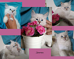 Кошки в Москве: котята рэгдолл Мальчик, 25 000 руб. - фото 2