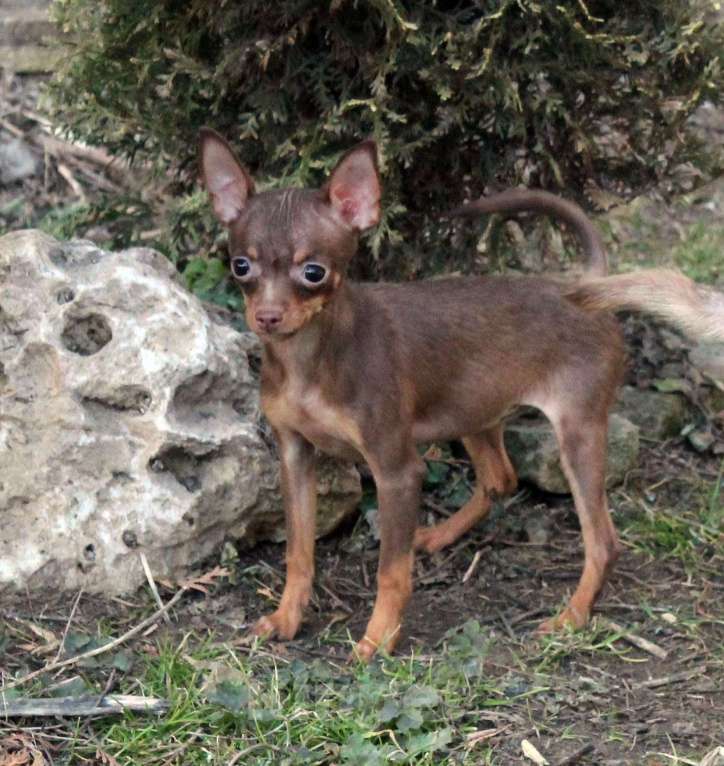 Собаки в Волгограде: Девочка - супер мини Девочка, 50 000 руб. - фото 8