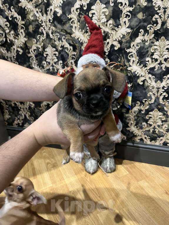 Собаки в Ярославле: Щенок чихуахуа,  мальчик  Мальчик, 20 000 руб. - фото 2