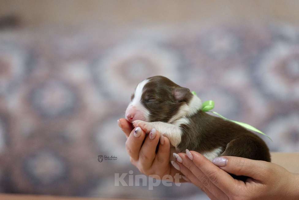 Собаки в Москве: Австралийская овчарка, аусси Девочка, Бесплатно - фото 2