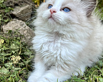 Кошки в Люберцах: Продажа котят породы Регдолл Девочка, 60 000 руб. - фото 4