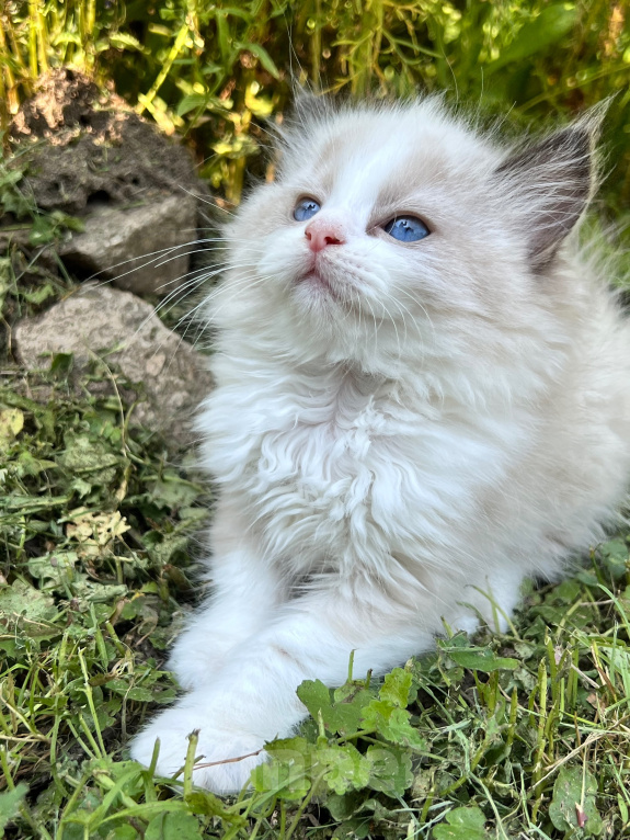 Кошки в Люберцах: Продажа котят породы Регдолл Девочка, 60 000 руб. - фото 4