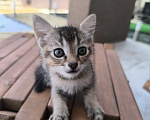 Кошки в Геленджике: Котёнок Чаузи Девочка, 30 000 руб. - фото 1