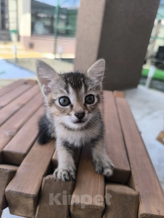 Кошки в Геленджике: Котёнок Чаузи Девочка, 30 000 руб. - фото 1