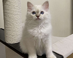 Кошки в Москве: Абиба бирманский котенок девочка Девочка, Бесплатно - фото 5
