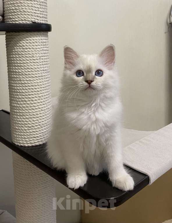 Кошки в Москве: Абиба бирманский котенок девочка Девочка, Бесплатно - фото 5