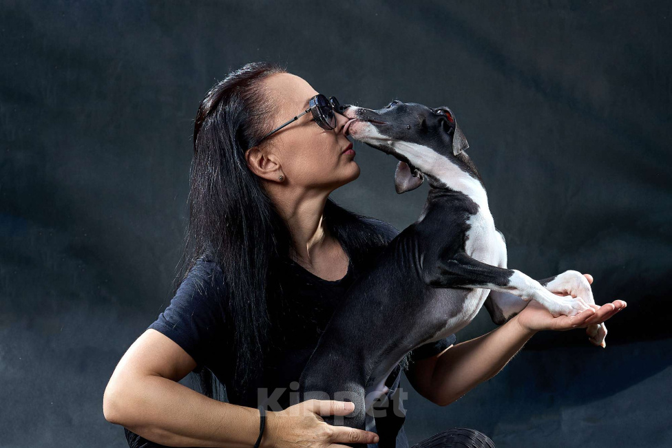 Собаки в Москве: Красивый парень уиппет черного цвета Мальчик, 55 000 руб. - фото 3