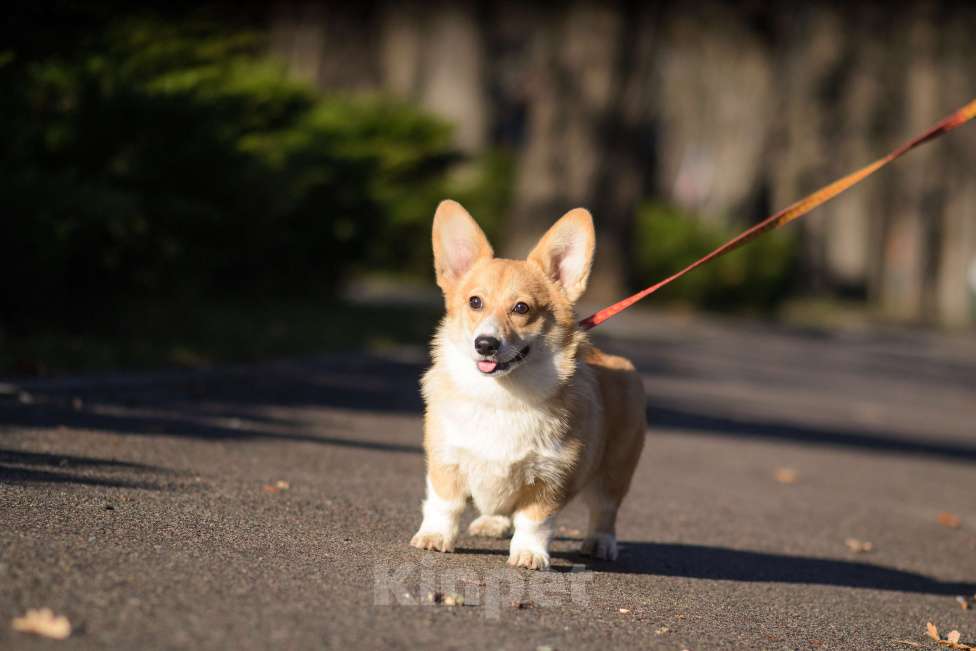 Собаки в Воронеже: Щенки Вельш Корги Пемброк Девочка, 75 000 руб. - фото 3