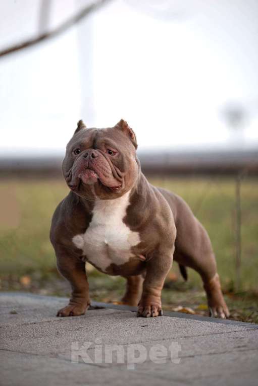 Собаки в Саратове: Борис Мальчик, 100 000 руб. - фото 2
