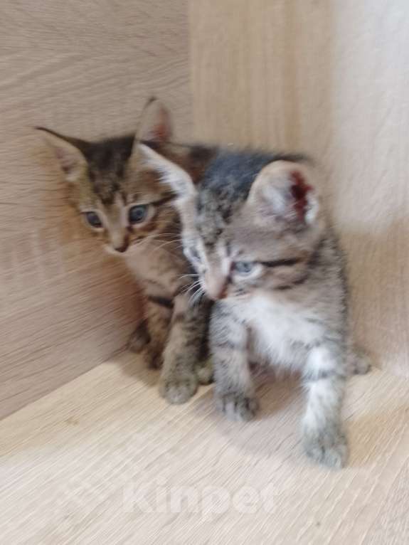 Кошки в Ростове-на-Дону: Полосатые ласковые мальчишки Мальчик, 1 руб. - фото 4