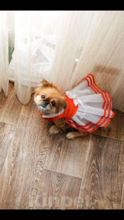 Собаки в Абакане: Платье для собачки , 400 руб. - фото 1