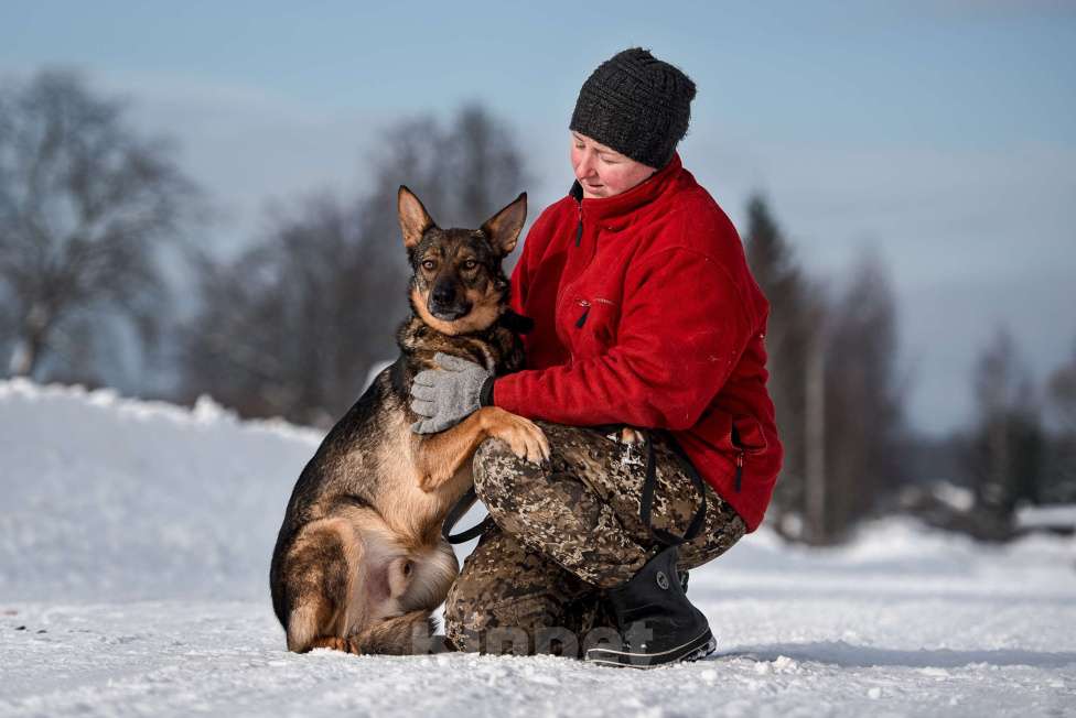 Собаки в Сергиеве Посаде: Скромный Рон, метис овчарки ищет дом  Мальчик, 10 руб. - фото 4