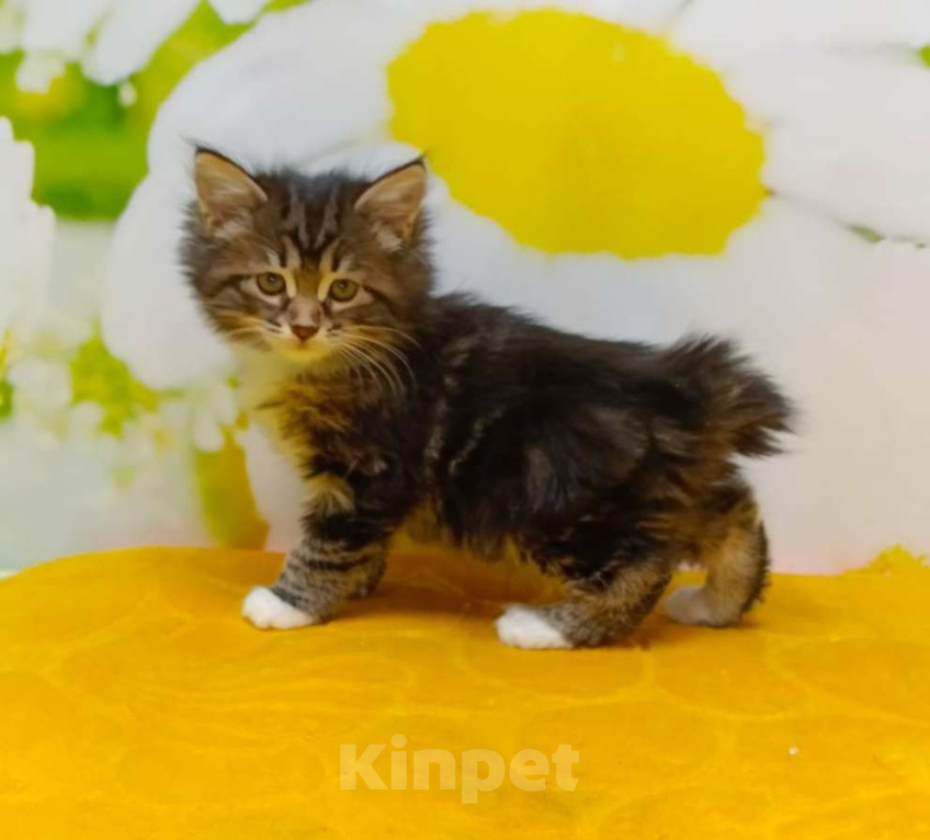 Кошки в Чите: Драгоценные котята курильского бобтейла Девочка, 25 000 руб. - фото 2