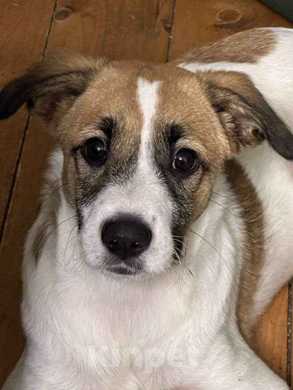 Собаки в Москве: Кабанчик Мальчик, Бесплатно - фото 1