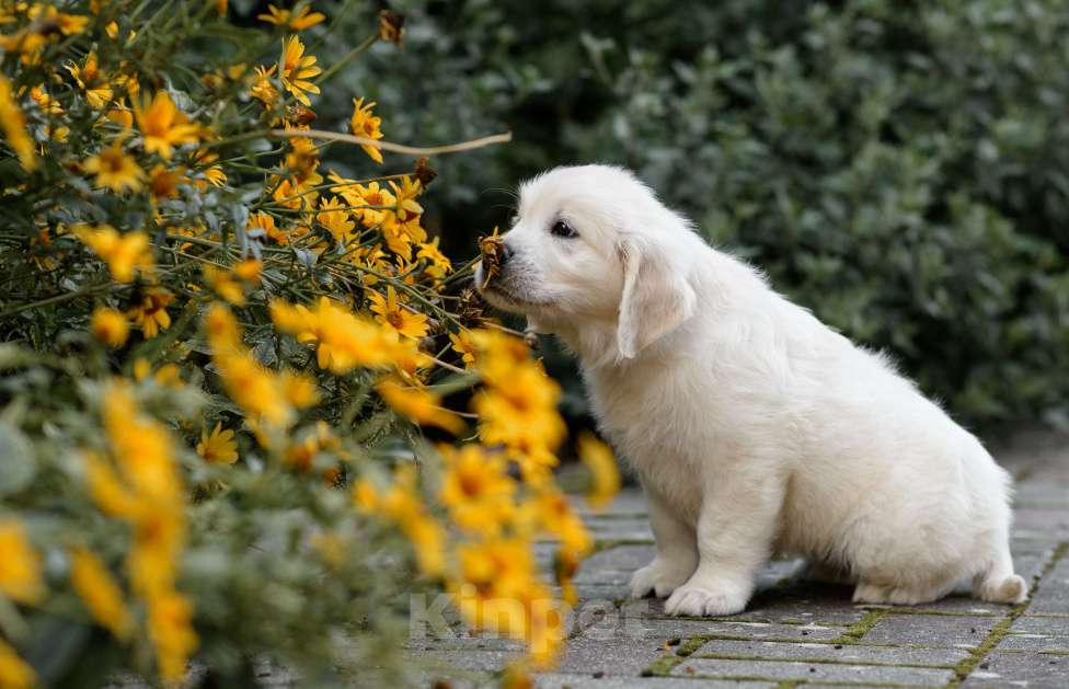 Собаки в Калининграде: голден ретривер,золотистый ретривер щенки Мальчик, Бесплатно - фото 4