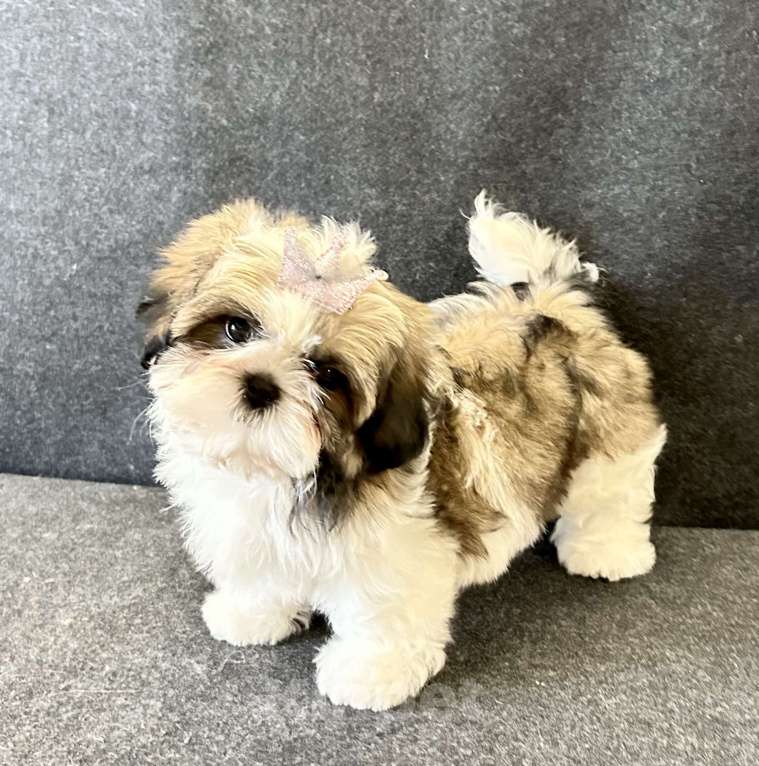 Собаки в Ярославле: девочки ши-цу Девочка, 50 000 руб. - фото 3