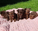 Собаки в Казани: чихуахуа  Девочка, 45 000 руб. - фото 3