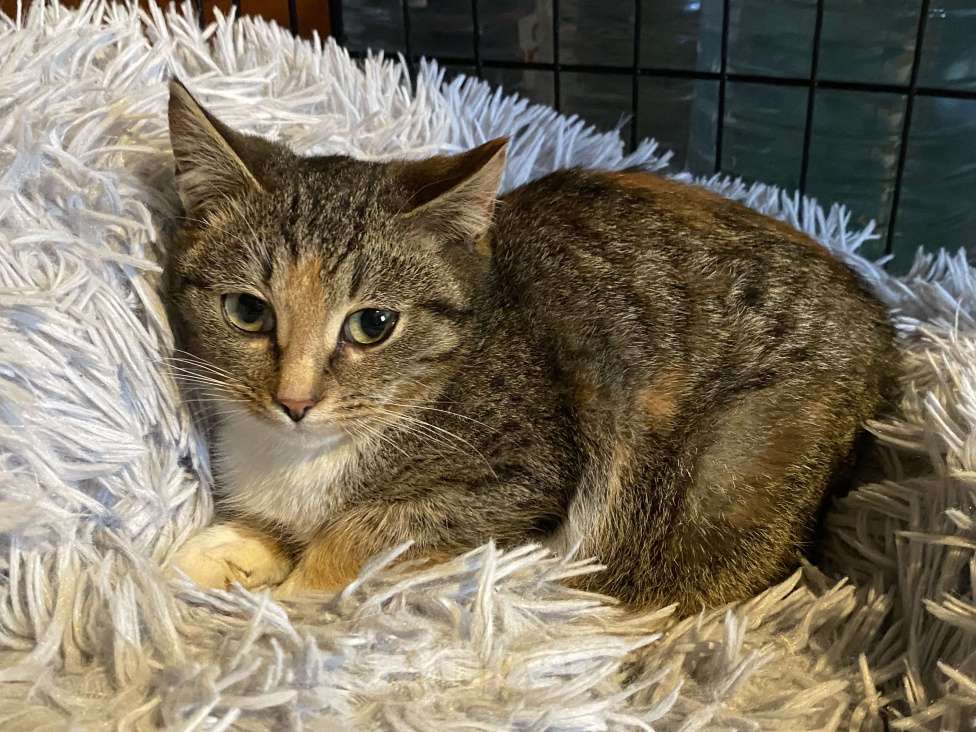 Кошки в Москве: Кошечка красавица 3-4 месяца от роду  Девочка, Бесплатно - фото 2