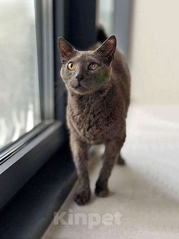 Кошки в Москве: Гера ищет дом: доверчивое сердце, которое верит в людей вопреки всему Мальчик, Бесплатно - фото 6