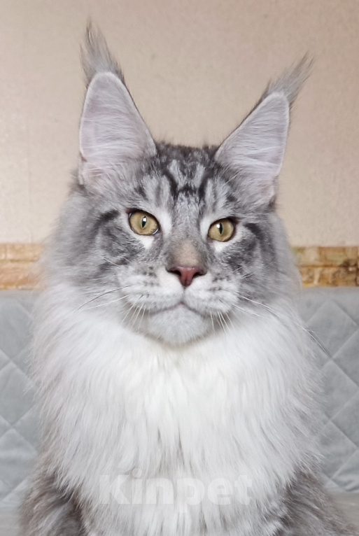 Кошки в Москве: Котик мейн-кун Девочка, 100 000 руб. - фото 2