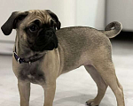 Собаки в Тюмени: Продам щенка Мопса Девочка, 16 000 руб. - фото 1