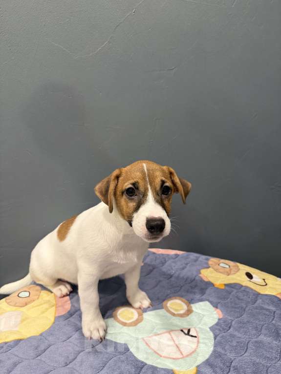 Собаки в Екатеринбурге: Мелкаш Мальчик, 80 000 руб. - фото 2