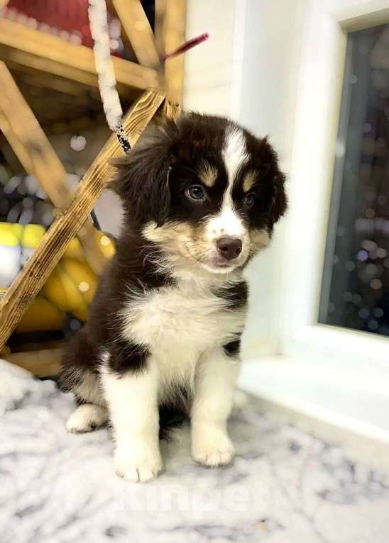 Собаки в Борисоглебске: Продажа свободных щенков  Девочка, 100 000 руб. - фото 1