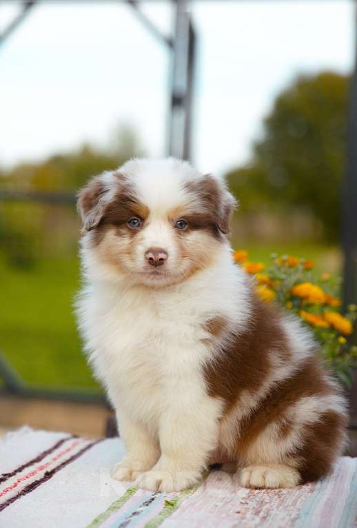 Собаки в других городах Владимирской области: породные щенки австралийской овчарки Мальчик, 100 000 руб. - фото 2