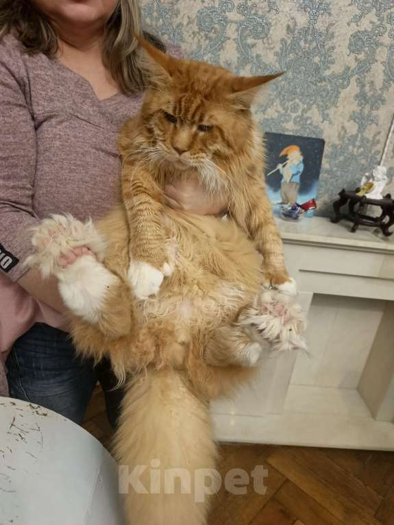 Кошки в Санкт-Петербурге: Папа для красивых детей Мальчик, 1 руб. - фото 3