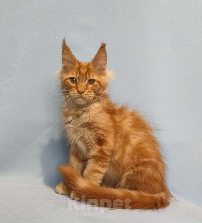 Кошки в Москве: Котёнок Мейн-Кун Мальчик Мальчик, 65 000 руб. - фото 6