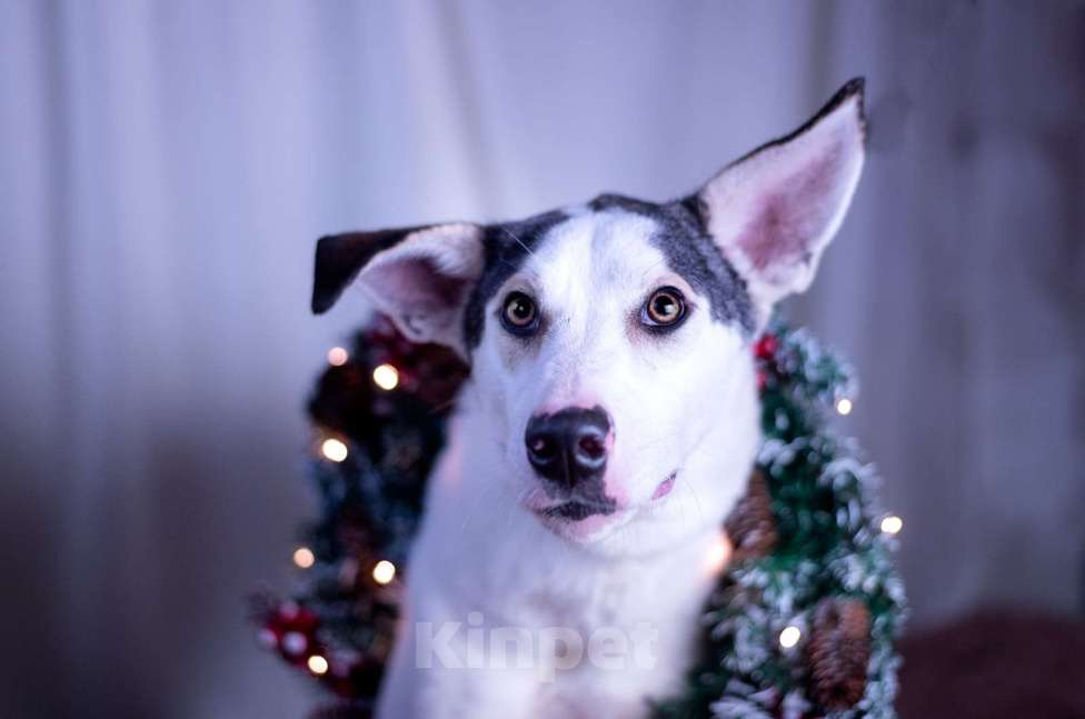 Собаки в других городах Московской области: Нильс мальчик Мальчик, Бесплатно - фото 4