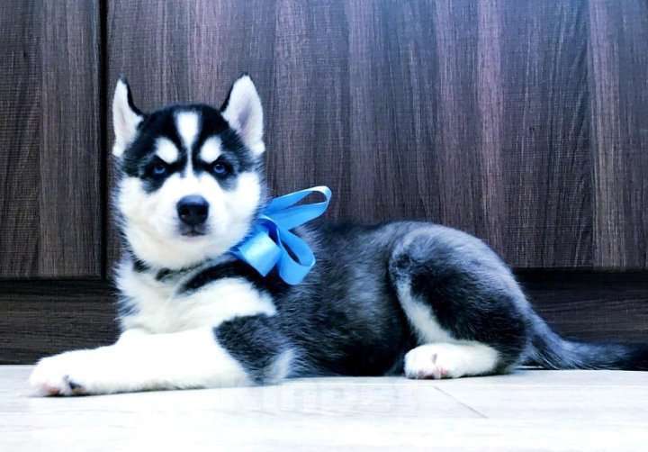 Собаки в Благовещенске: Хаски Щенки Разных окрасов Разнополые, Бесплатно - фото 1