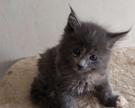 Кошки в Химках: Полидакт мейн-кун котята Девочка, 30 000 руб. - фото 1