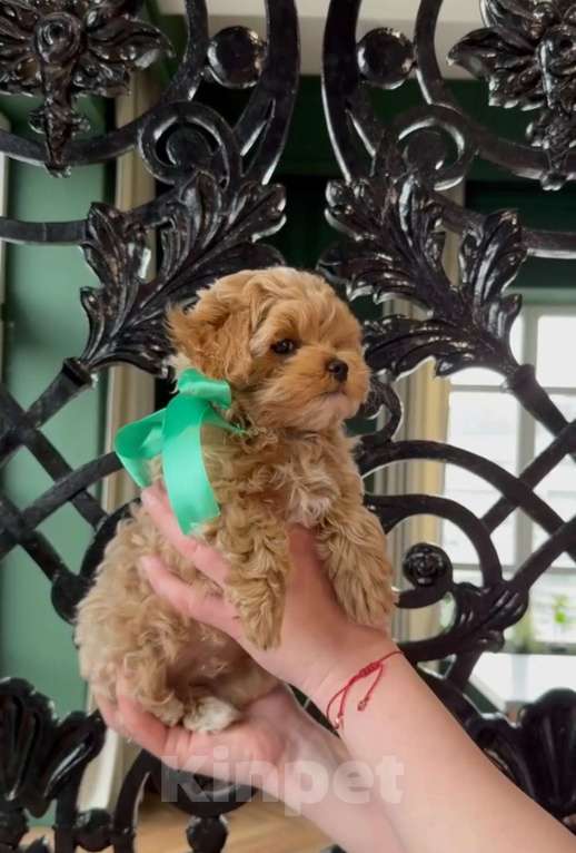 Собаки в Санкт-Петербурге: Кукольный мальчик Мальтипу Мальчик, 215 000 руб. - фото 2